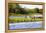 Capybara resting in warm light on a river bank, a flock of cormorants in the Pantanal, Brazil-James White-Framed Premier Image Canvas