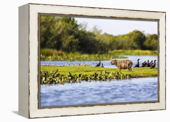 Capybara resting in warm light on a river bank, a flock of cormorants in the Pantanal, Brazil-James White-Framed Premier Image Canvas