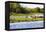 Capybara resting in warm light on a river bank, a flock of cormorants in the Pantanal, Brazil-James White-Framed Premier Image Canvas