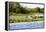 Capybara resting in warm light on a river bank, a flock of cormorants in the Pantanal, Brazil-James White-Framed Premier Image Canvas