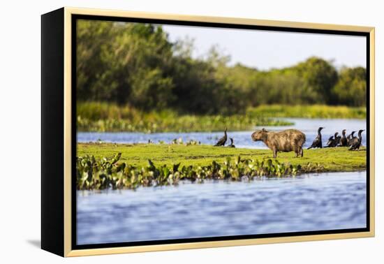 Capybara resting in warm light on a river bank, a flock of cormorants in the Pantanal, Brazil-James White-Framed Premier Image Canvas