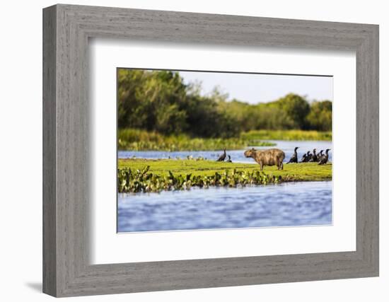 Capybara resting in warm light on a river bank, a flock of cormorants in the Pantanal, Brazil-James White-Framed Photographic Print