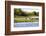 Capybara resting in warm light on a river bank, a flock of cormorants in the Pantanal, Brazil-James White-Framed Photographic Print