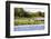 Capybara resting in warm light on a river bank, a flock of cormorants in the Pantanal, Brazil-James White-Framed Photographic Print