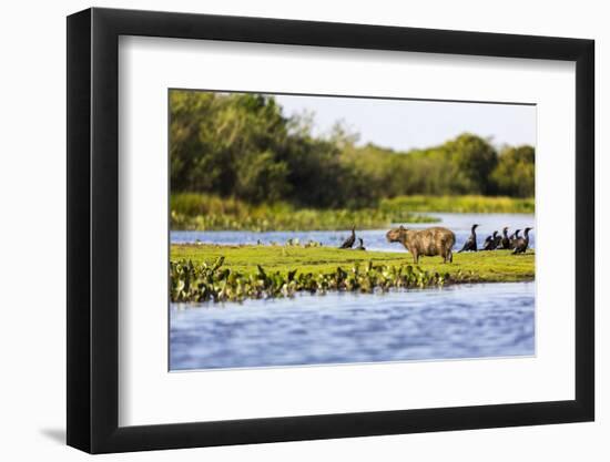 Capybara resting in warm light on a river bank, a flock of cormorants in the Pantanal, Brazil-James White-Framed Photographic Print