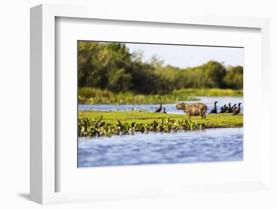 Capybara resting in warm light on a river bank, a flock of cormorants in the Pantanal, Brazil-James White-Framed Photographic Print