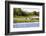 Capybara resting in warm light on a river bank, a flock of cormorants in the Pantanal, Brazil-James White-Framed Photographic Print