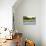 Capybara resting in warm light on a river bank, a flock of cormorants in the Pantanal, Brazil-James White-Photographic Print displayed on a wall