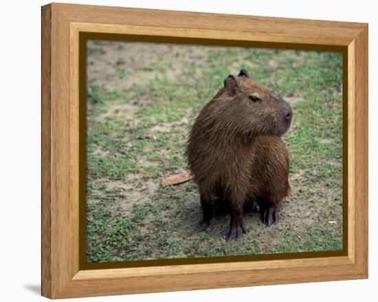 Capybara, South America-Art Wolfe-Framed Premier Image Canvas