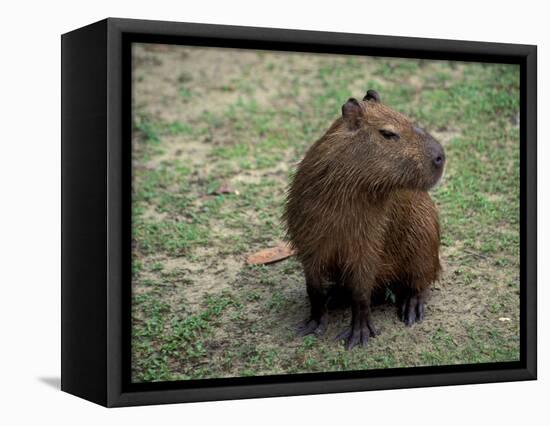 Capybara, South America-Art Wolfe-Framed Premier Image Canvas