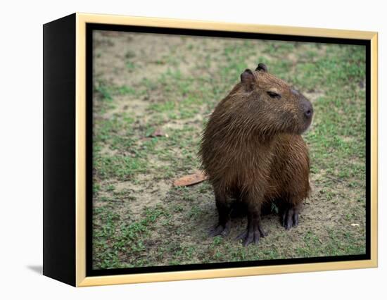 Capybara, South America-Art Wolfe-Framed Premier Image Canvas