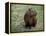 Capybara, South America-Art Wolfe-Framed Premier Image Canvas