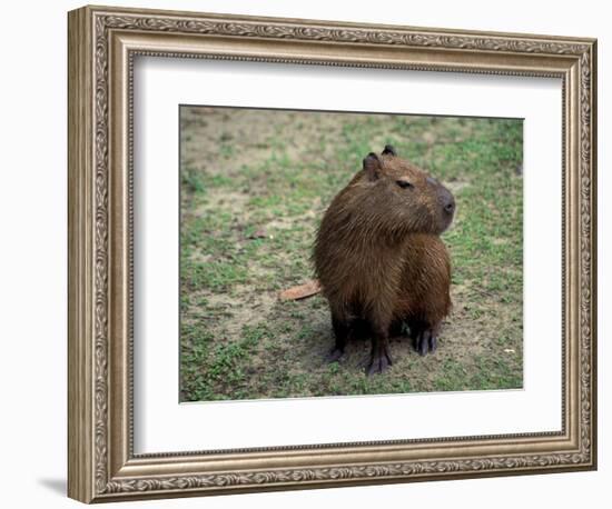 Capybara, South America-Art Wolfe-Framed Photographic Print