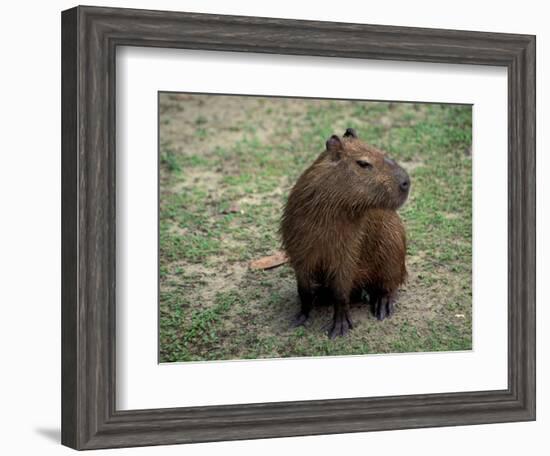 Capybara, South America-Art Wolfe-Framed Photographic Print