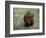 Capybara, South America-Art Wolfe-Framed Photographic Print