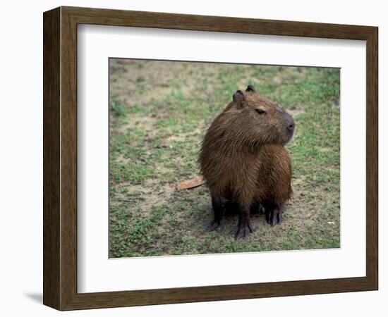 Capybara, South America-Art Wolfe-Framed Photographic Print