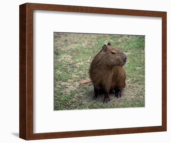 Capybara, South America-Art Wolfe-Framed Photographic Print