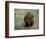 Capybara, South America-Art Wolfe-Framed Photographic Print