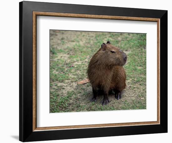 Capybara, South America-Art Wolfe-Framed Photographic Print