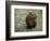 Capybara, South America-Art Wolfe-Framed Photographic Print