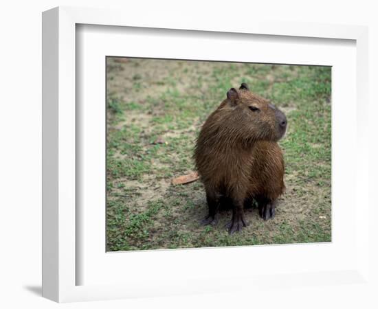 Capybara, South America-Art Wolfe-Framed Photographic Print