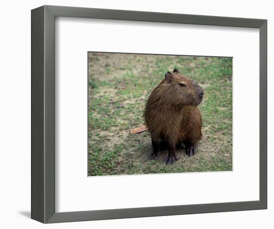 Capybara, South America-Art Wolfe-Framed Photographic Print