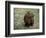 Capybara, South America-Art Wolfe-Framed Photographic Print