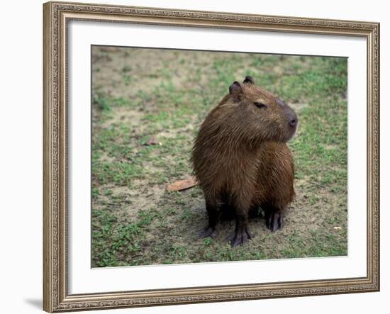 Capybara, South America-Art Wolfe-Framed Photographic Print