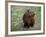 Capybara, South America-Art Wolfe-Framed Photographic Print