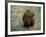 Capybara, South America-Art Wolfe-Framed Photographic Print