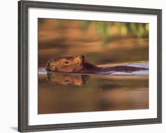 Capybara Swimming, Pantanal, Brazil-Pete Oxford-Framed Photographic Print