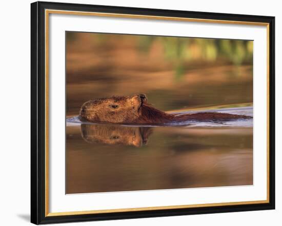 Capybara Swimming, Pantanal, Brazil-Pete Oxford-Framed Photographic Print