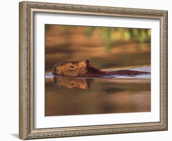 Capybara Swimming, Pantanal, Brazil-Pete Oxford-Framed Photographic Print