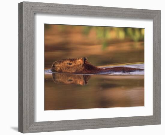 Capybara Swimming, Pantanal, Brazil-Pete Oxford-Framed Photographic Print