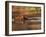 Capybara Swimming, Pantanal, Brazil-Pete Oxford-Framed Photographic Print