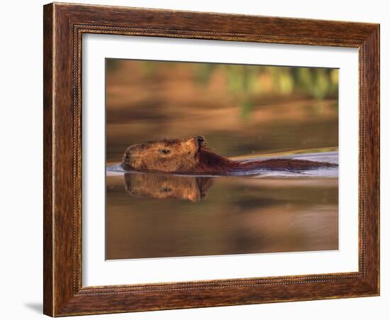 Capybara Swimming, Pantanal, Brazil-Pete Oxford-Framed Photographic Print