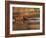 Capybara Swimming, Pantanal, Brazil-Pete Oxford-Framed Photographic Print