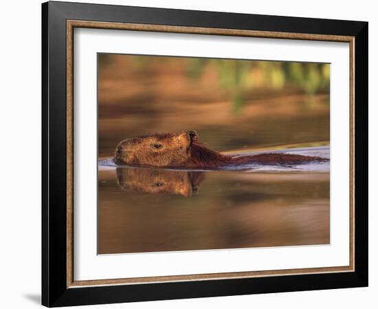 Capybara Swimming, Pantanal, Brazil-Pete Oxford-Framed Photographic Print