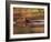 Capybara Swimming, Pantanal, Brazil-Pete Oxford-Framed Photographic Print