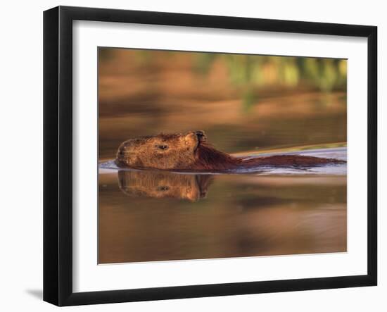 Capybara Swimming, Pantanal, Brazil-Pete Oxford-Framed Photographic Print