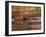 Capybara Swimming, Pantanal, Brazil-Pete Oxford-Framed Photographic Print