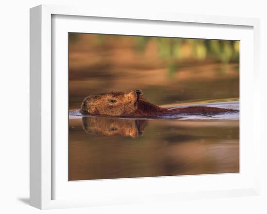 Capybara Swimming, Pantanal, Brazil-Pete Oxford-Framed Photographic Print