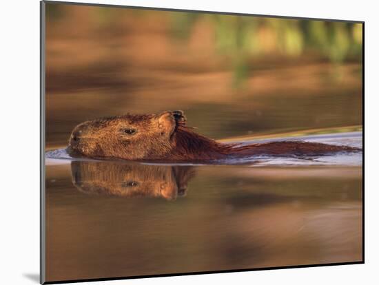 Capybara Swimming, Pantanal, Brazil-Pete Oxford-Mounted Photographic Print