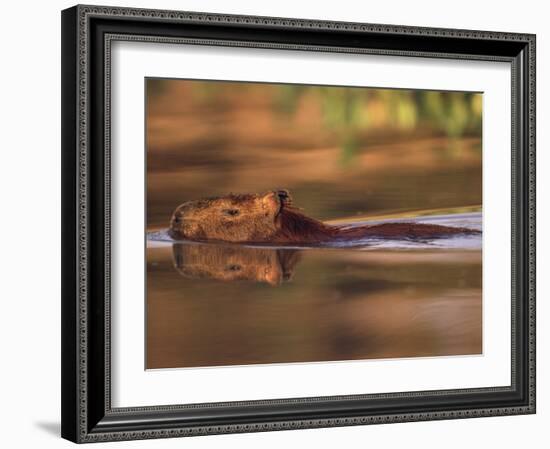 Capybara Swimming, Pantanal, Brazil-Pete Oxford-Framed Photographic Print