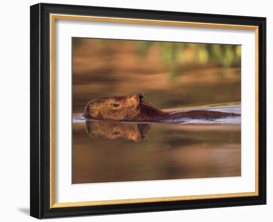 Capybara Swimming, Pantanal, Brazil-Pete Oxford-Framed Photographic Print