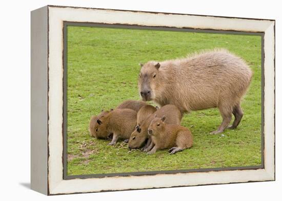 Capybara with Young-null-Framed Premier Image Canvas