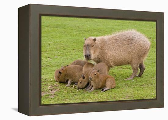 Capybara with Young-null-Framed Premier Image Canvas