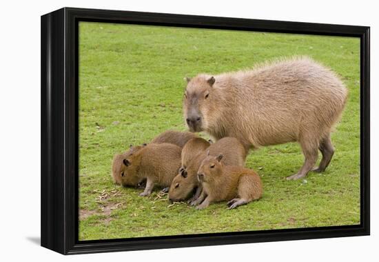 Capybara with Young-null-Framed Premier Image Canvas