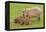 Capybara with Young-null-Framed Premier Image Canvas