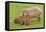 Capybara with Young-null-Framed Premier Image Canvas